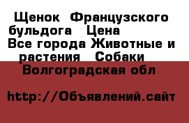 Щенок  Французского бульдога › Цена ­ 35 000 - Все города Животные и растения » Собаки   . Волгоградская обл.